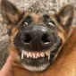 SniffDogg
